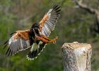 Jonathan Elliott - Harris Hawk Swoop.jpg